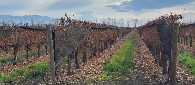 Viñedos