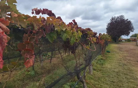 Green Tour, Organic Wines