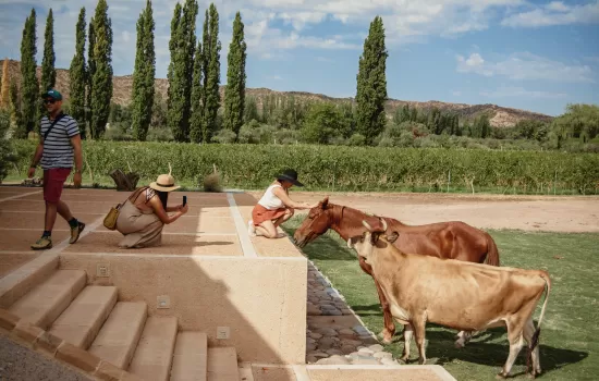 Green Tour, Organic Wines